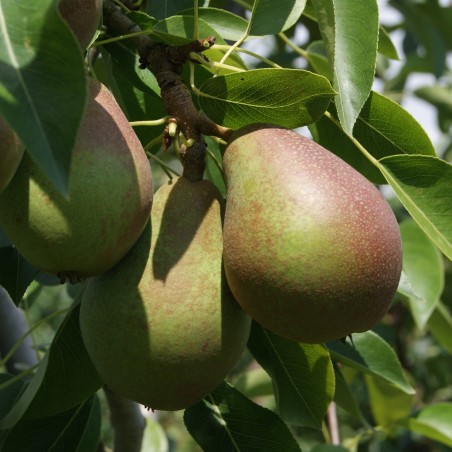 Perenboom Obelisk® « zuilvorm  » - Pyrus communis Obelisk®