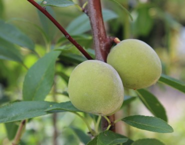 Almond tree Robijn (in 10...