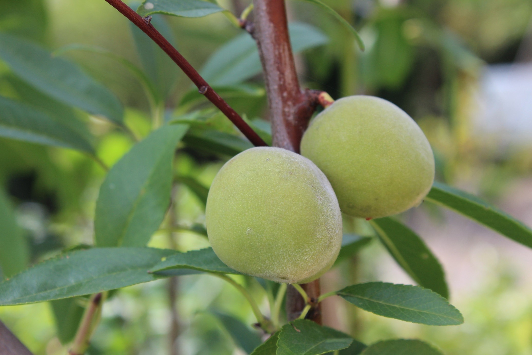 Almond tree Robijn