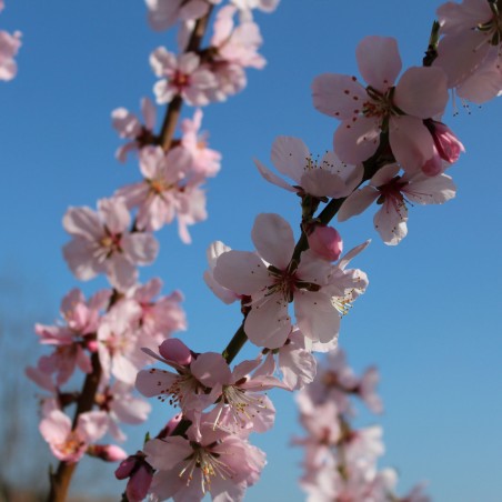 Amandier Robijn - Prunus Dulcis Robijn