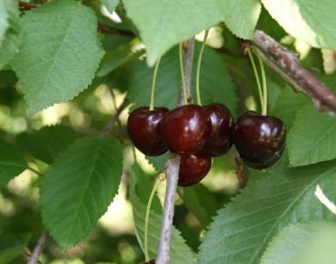 Cherry tree Bigarreau...