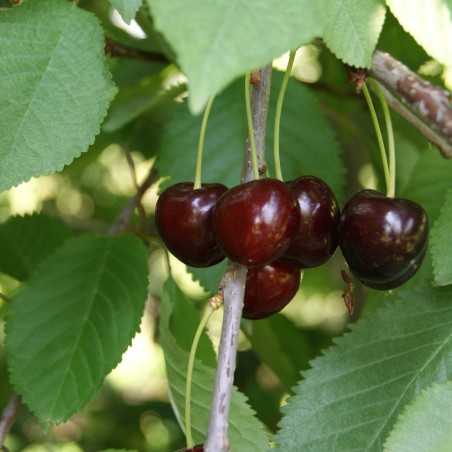 kersenboom Bigarreau Burlat - Prunus Avium Bigarreau Burlat