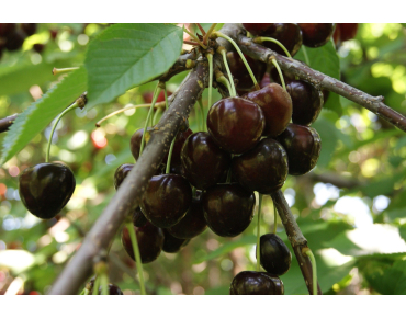 Cerisier Bigarreau Burlat - Prunus Avium Bigarreau Burlat