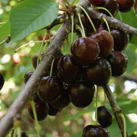 Cerisier Bigarreau Burlat - Prunus Avium Bigarreau Burlat