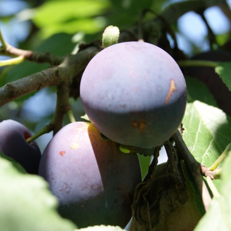 Prunier Reine Claude d'Althan - Prunus domestica Reine Claude d'Althan