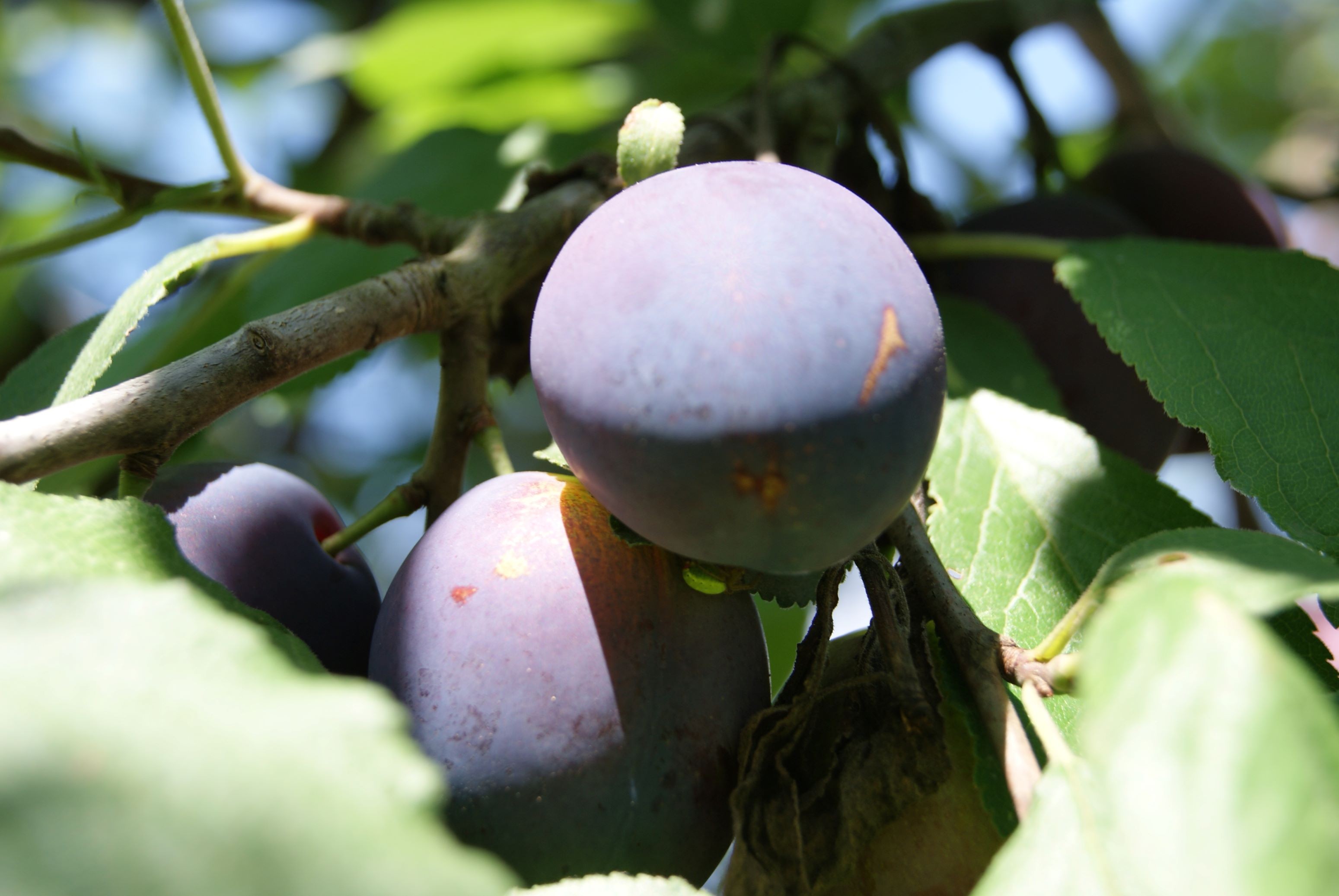 Plum tree Reine Claude d'Althan (in 10 L pot)