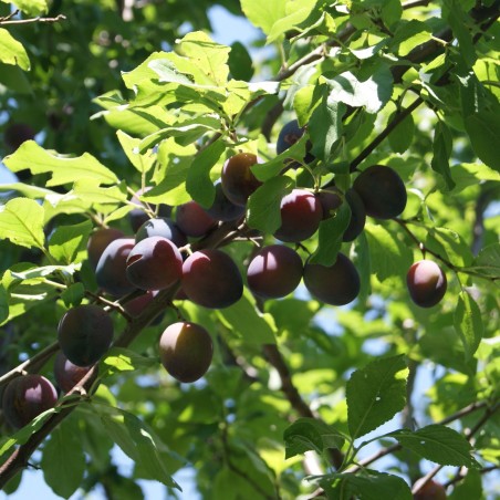 Prunier Reine Claude d'Althan - Prunus domestica Reine Claude d'Althan