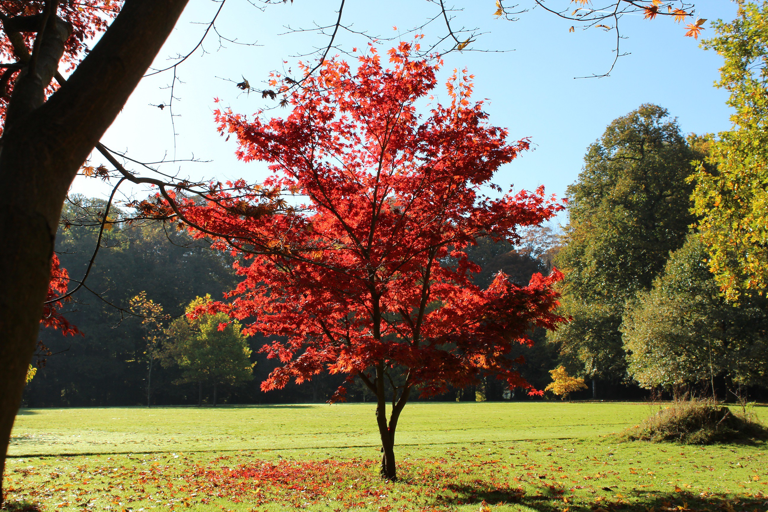 Purple Japanese maple