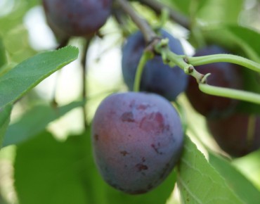 Plum tree Opal (in 10 liter...