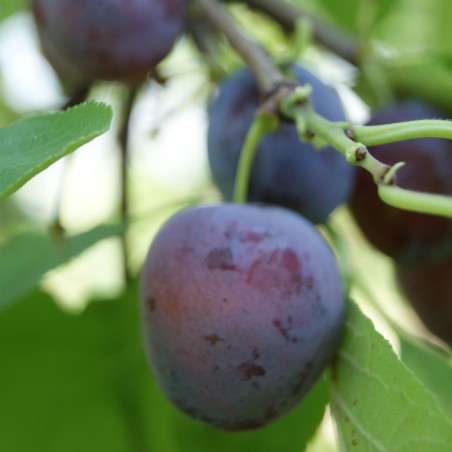 Prunier Opal - Prunus Domestica Opal