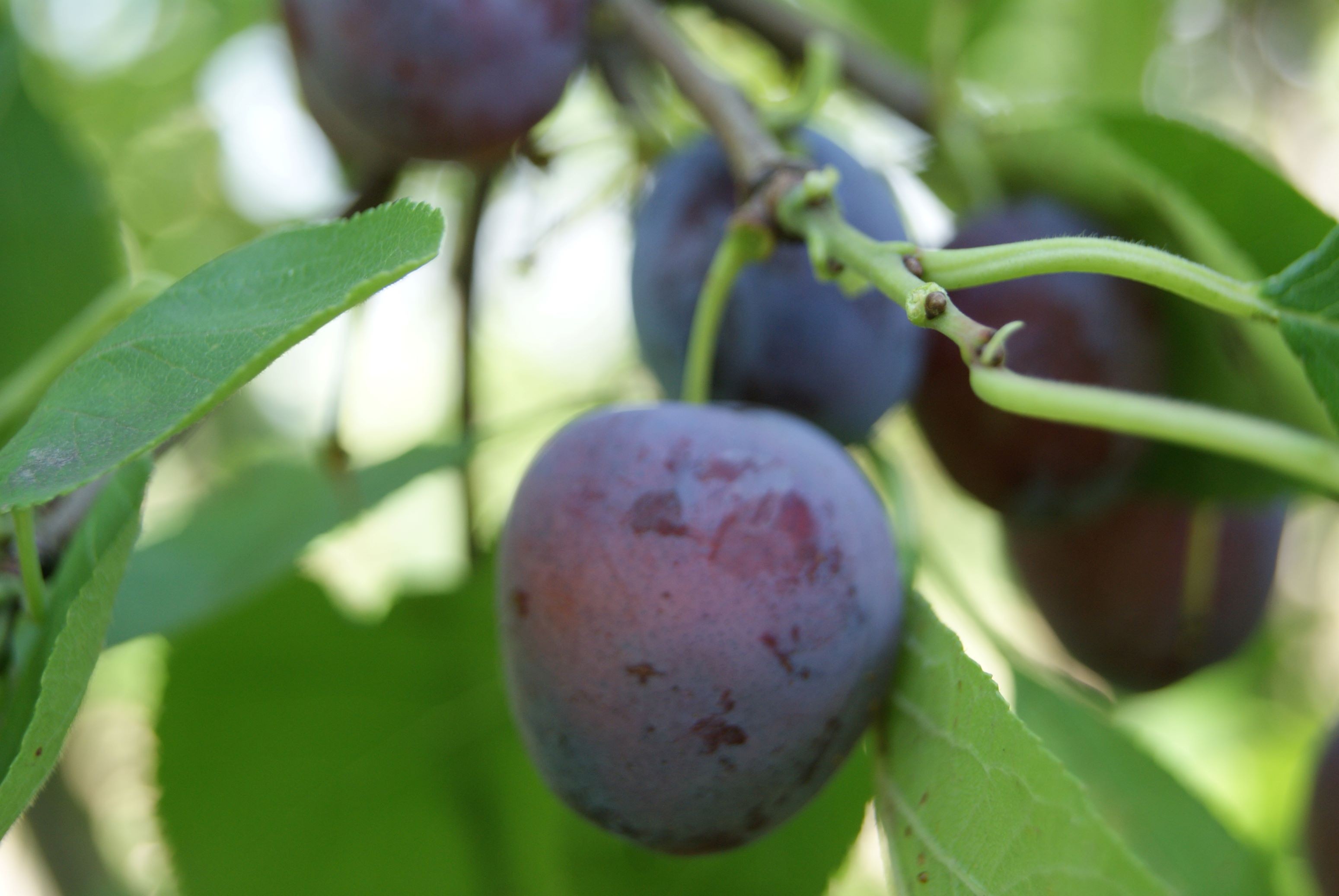 Plum tree Opal