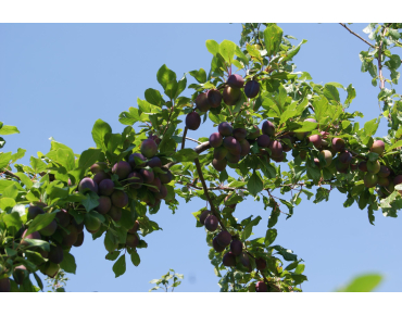 Prunier Opal - Prunus Domestica Opal