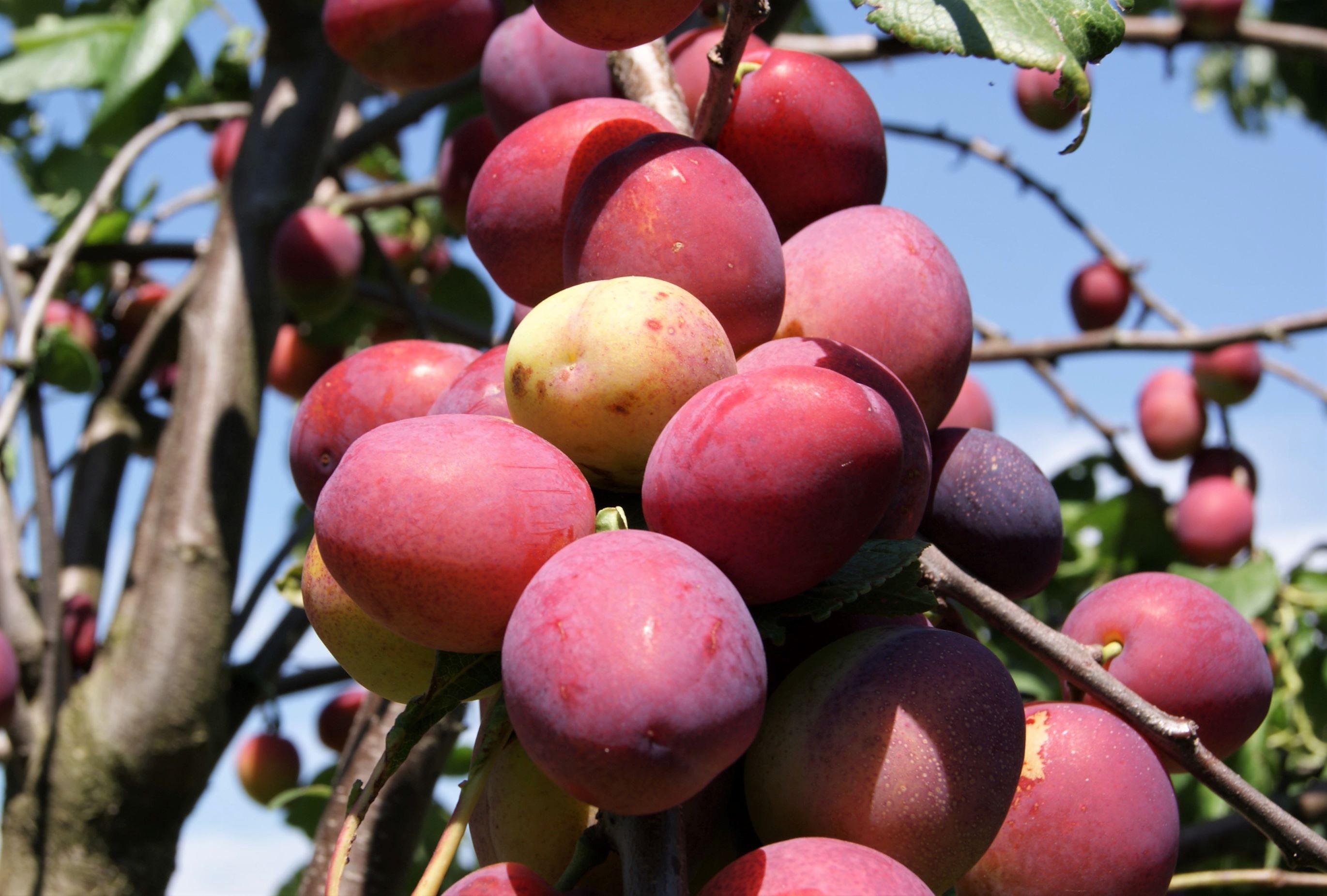 Mirabelle plum Ruby® tree "Columnar "