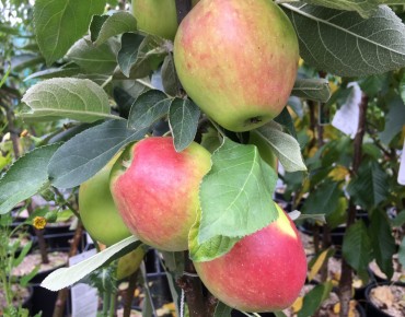 Zuilvormige appelboom...