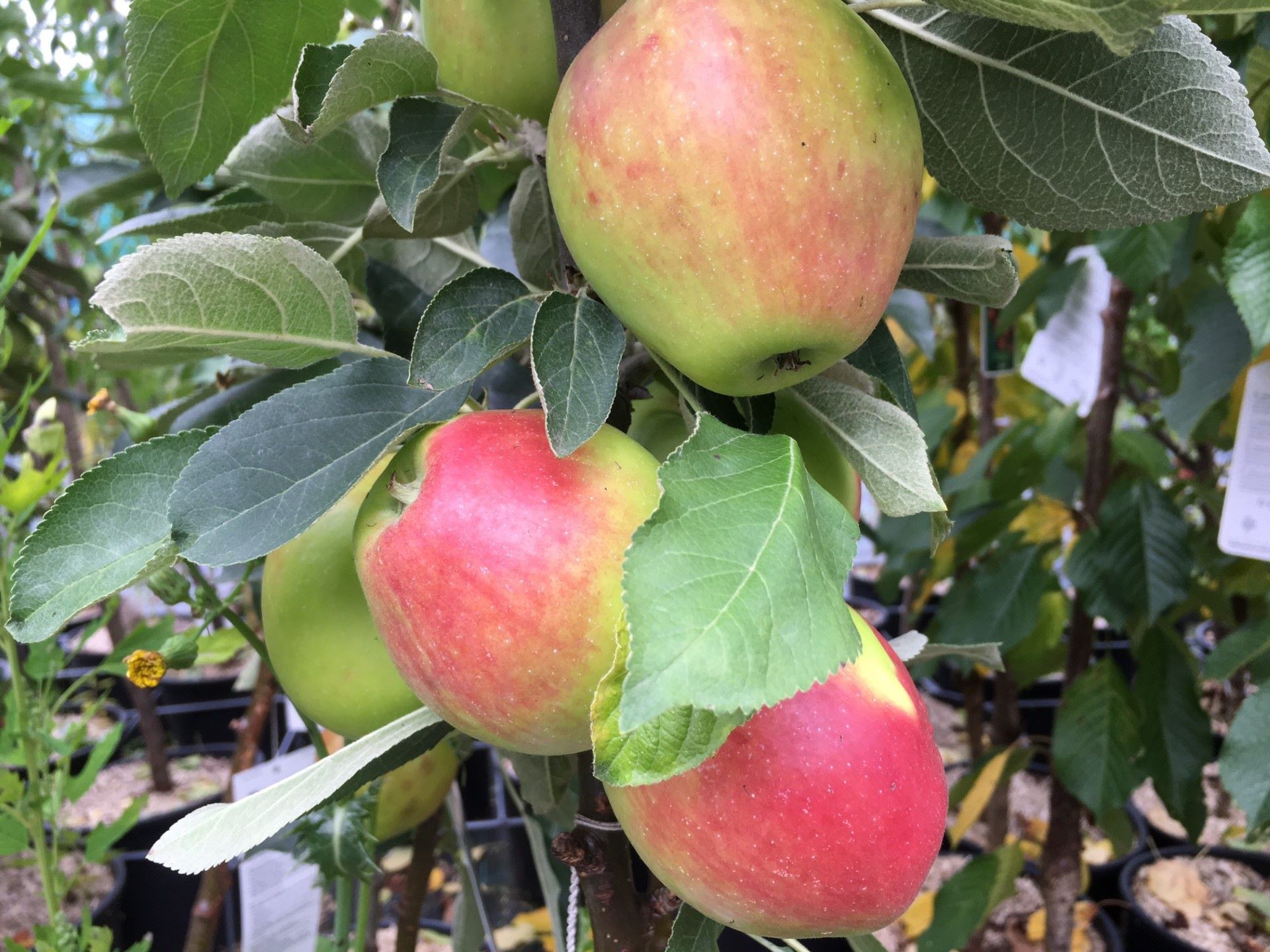 Columnar apple tree Redcats