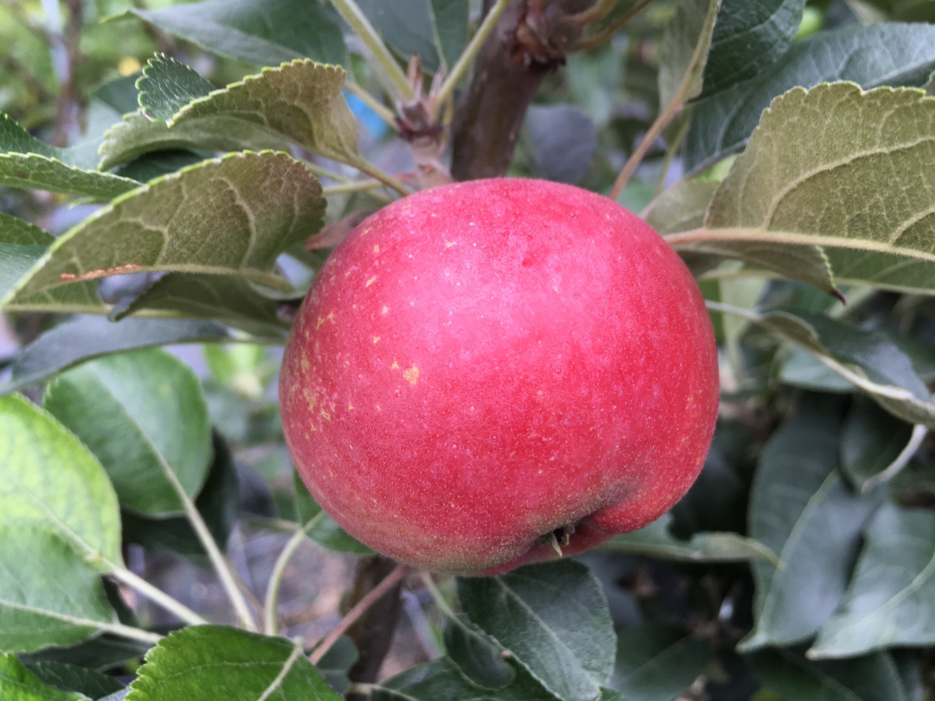 Rosette apple tree
