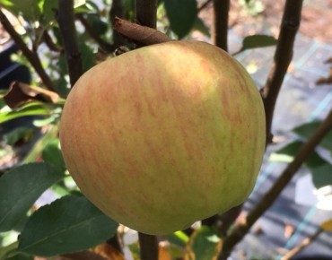 Apfelbaum Karneval® (im...