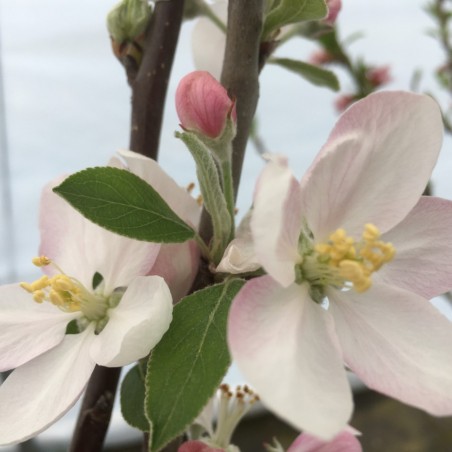 Stern-Apfel 'Apistar'® - Malus domestica Apistar®