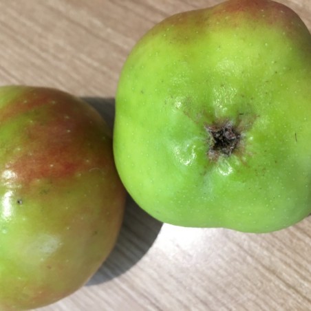 Apistar appelboom® - Malus domestica Apistar®