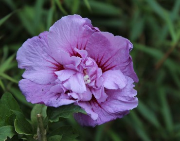 Hibiscus Lavender Chiffon