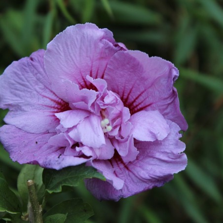 Rose mallow Lavender Chiffon - Hibiscus syriacus Lavender Chiffon