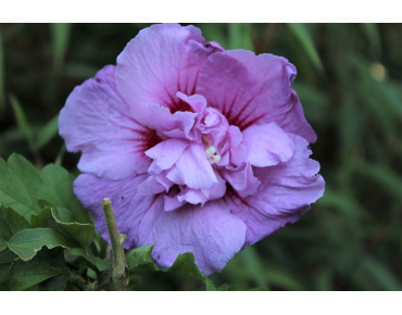 Rose mallow Lavender Chiffon - Hibiscus syriacus Lavender Chiffon