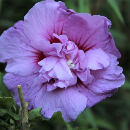 Hibiscus Lavender Chiffon - Hibiscus syriacus Lavender Chiffon