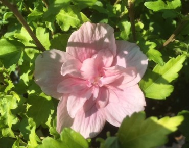 Rose mallow Pink Chiffon