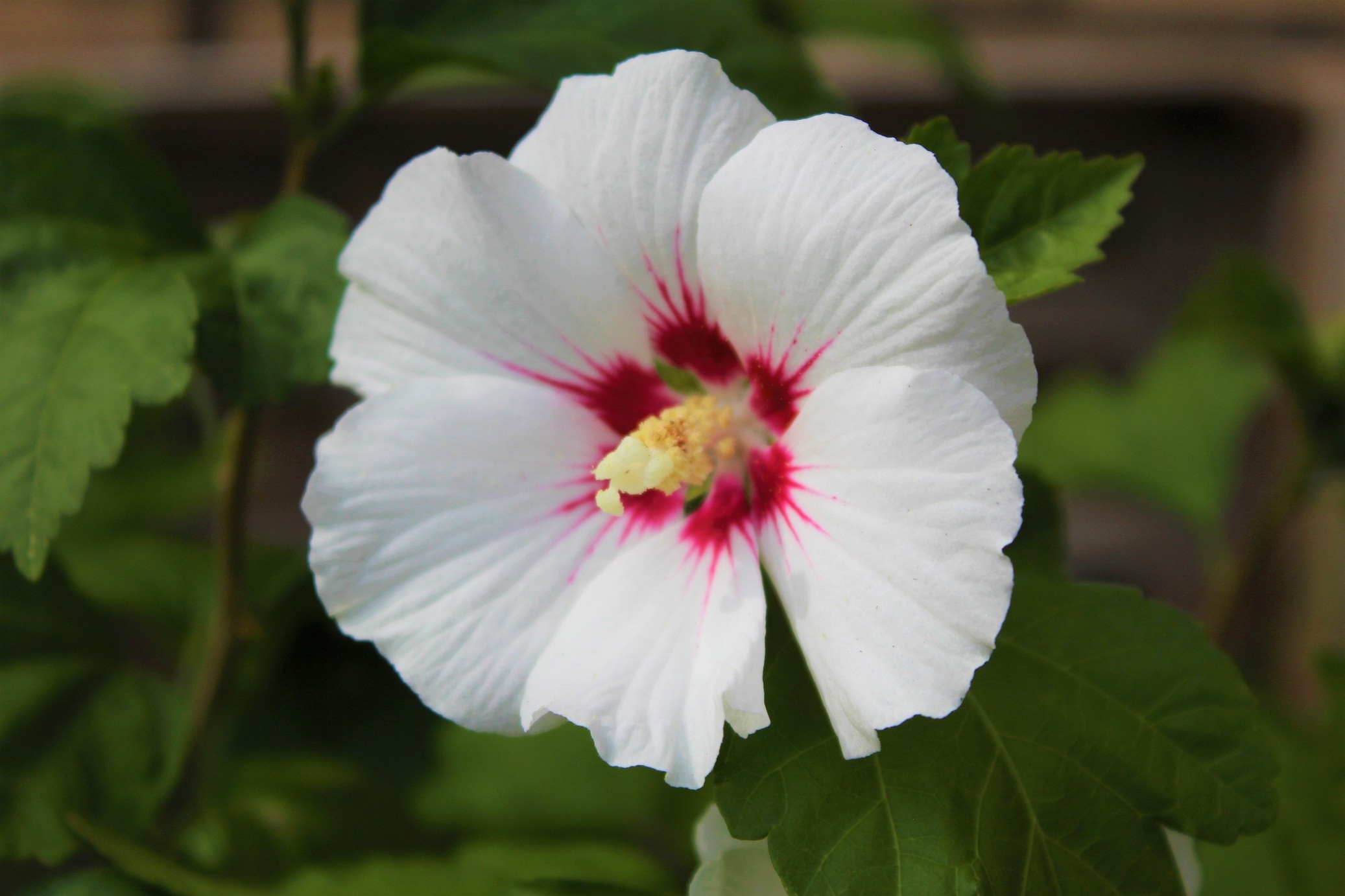 Hibiscus Red Heart