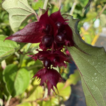 Himalayan honeysuckle - Leycesteria Fromosa Purple Rain