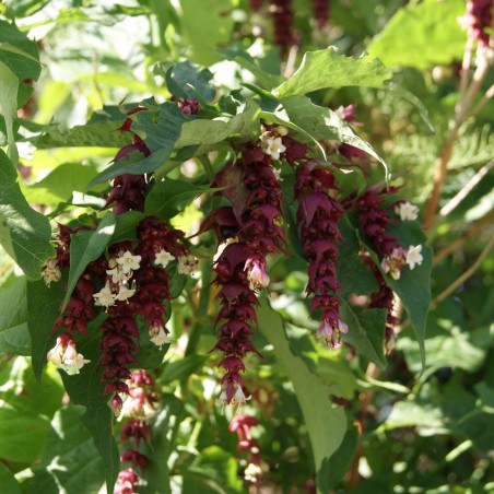 Himalayan honeysuckle - Leycesteria Fromosa Purple Rain