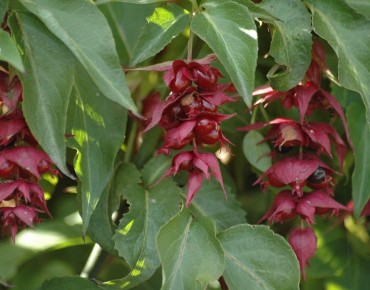 Himalayan honeysuckle...