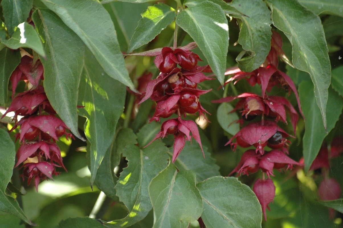 Himalayan honeysuckle Purple Rain