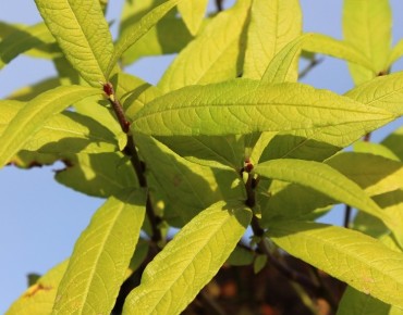 Golden Sunshine Bandwilg®...