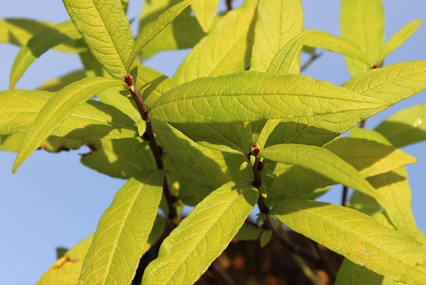 Saule de Sakhaline Golden Sunshine® (en pot de 5 litres)