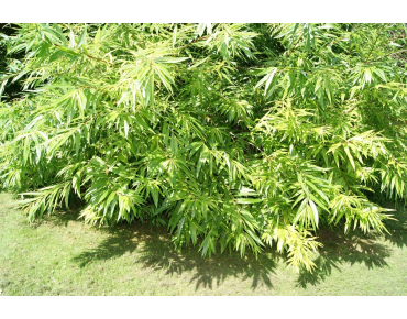 Japanische Drachenweide Golden Sunshine - Salix udensis Golden Sunshine®