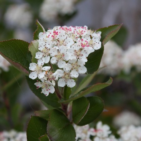 Aronie noire (en gros pot) - Aronia Melanocarpa