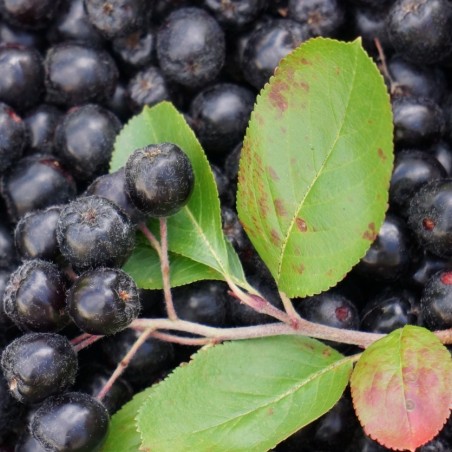 Schwarze Apfelbeere - Aronia Melanocarpa