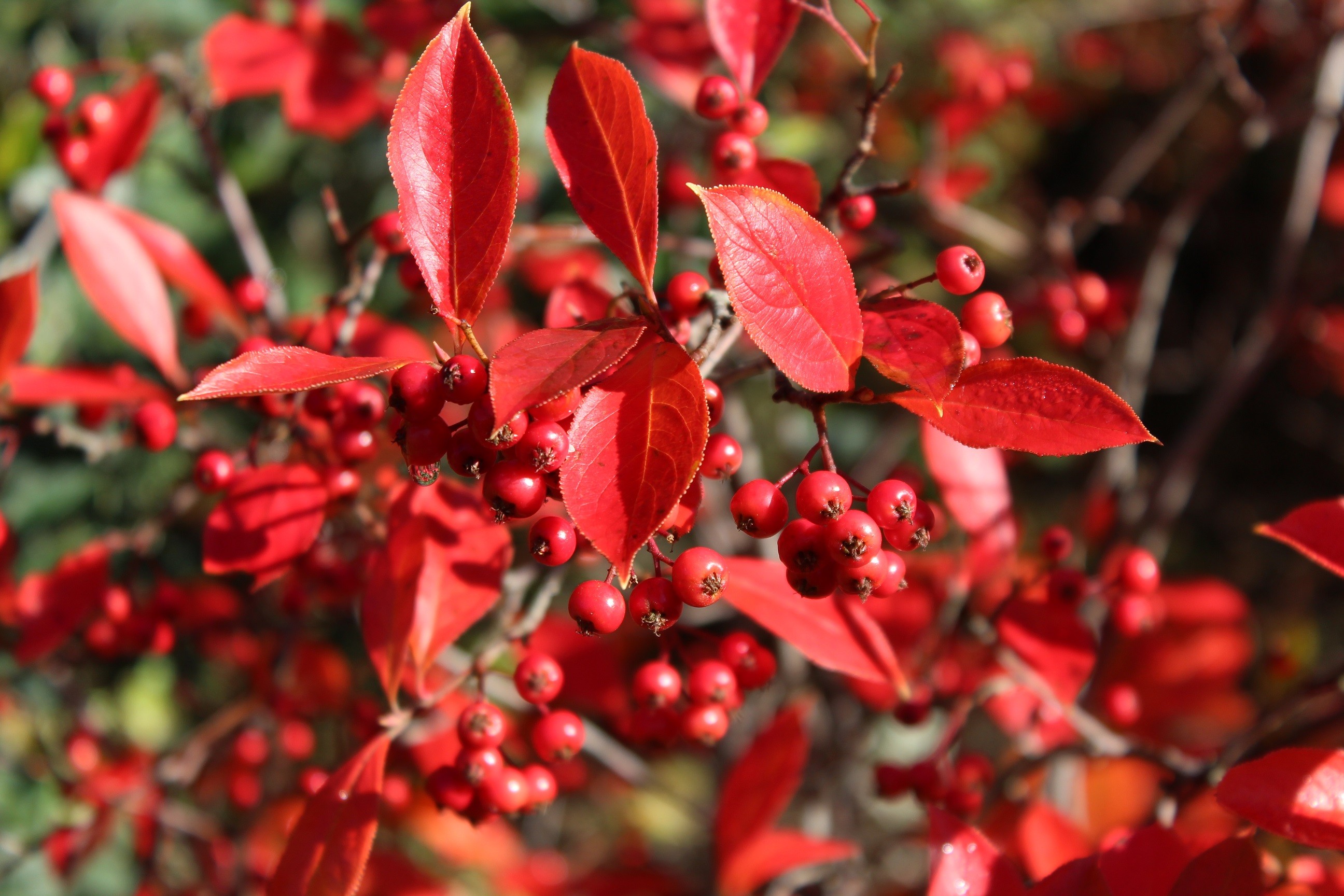 Red chokecherry