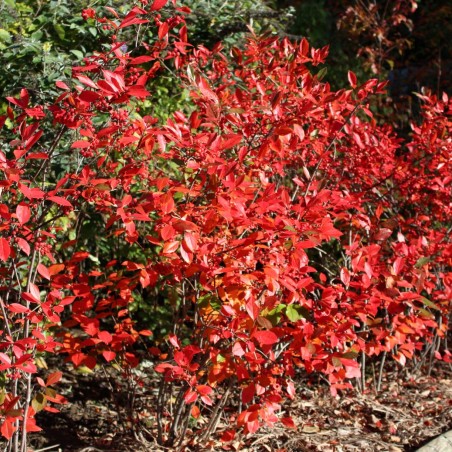 Red chokecherry - Aronia Arbutifolia Brilliant