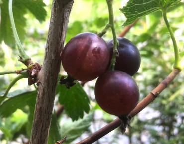 Casseillier Jostaberry (en...