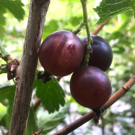 Jostabes - Ribes nidigrolaria Josta - pot van 2 liter