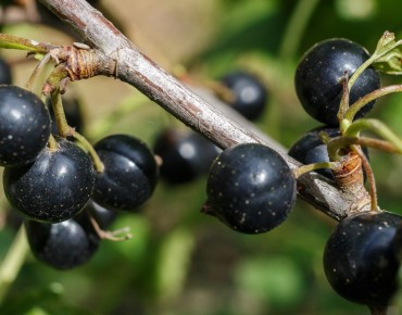 Schwarze Johannisbeere...