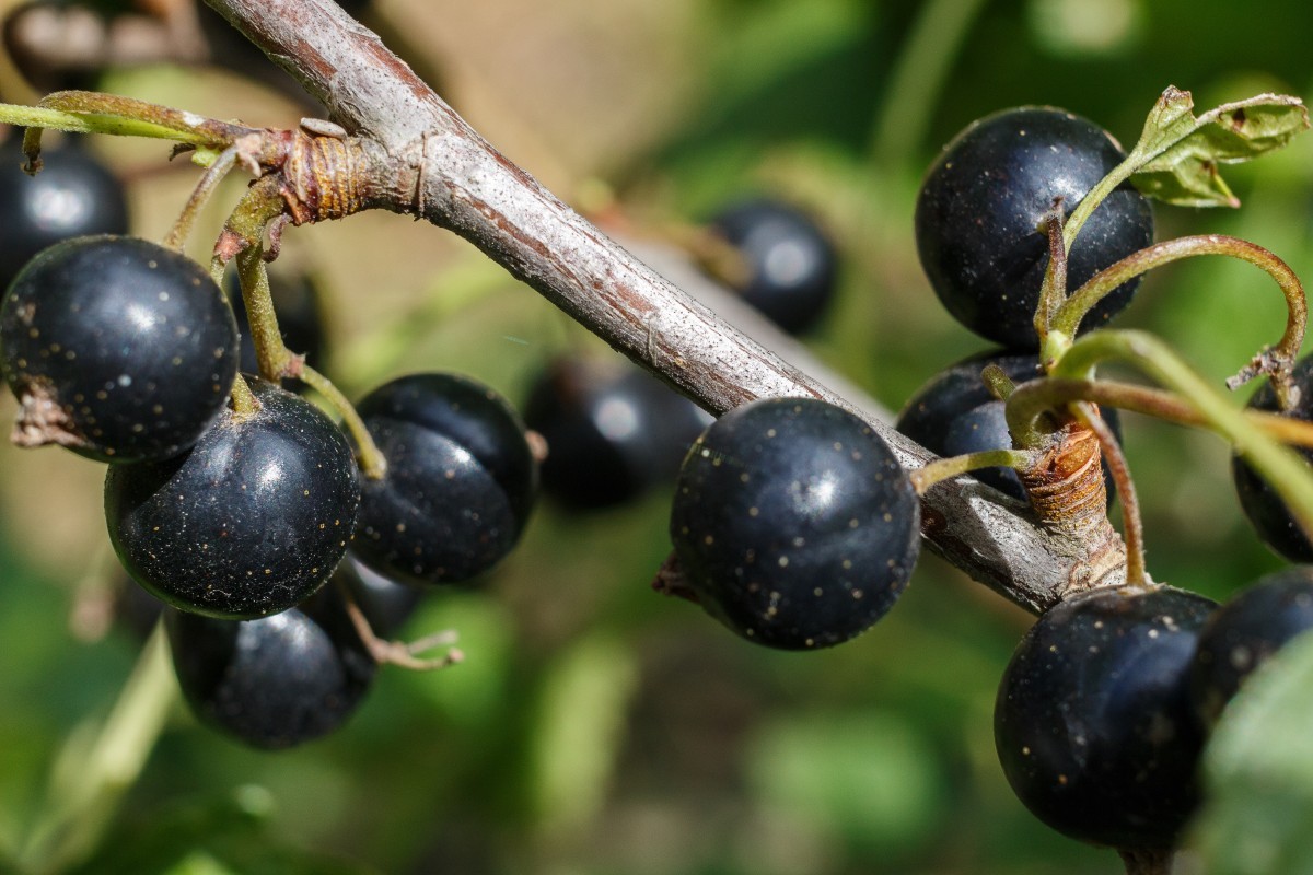 Schwarze Johannisbeere Titania