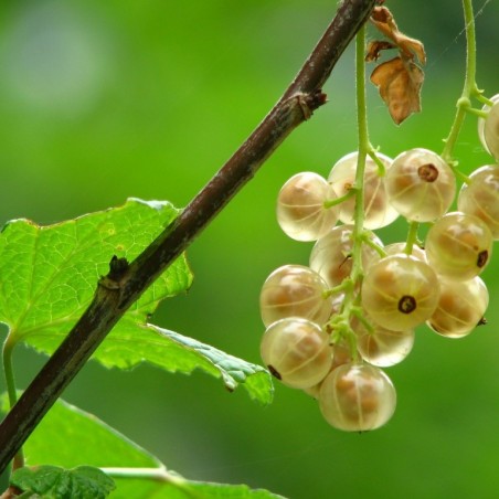 Witte aalbes Blanka - Ribes rubrum Blanka - pot van 2 liter