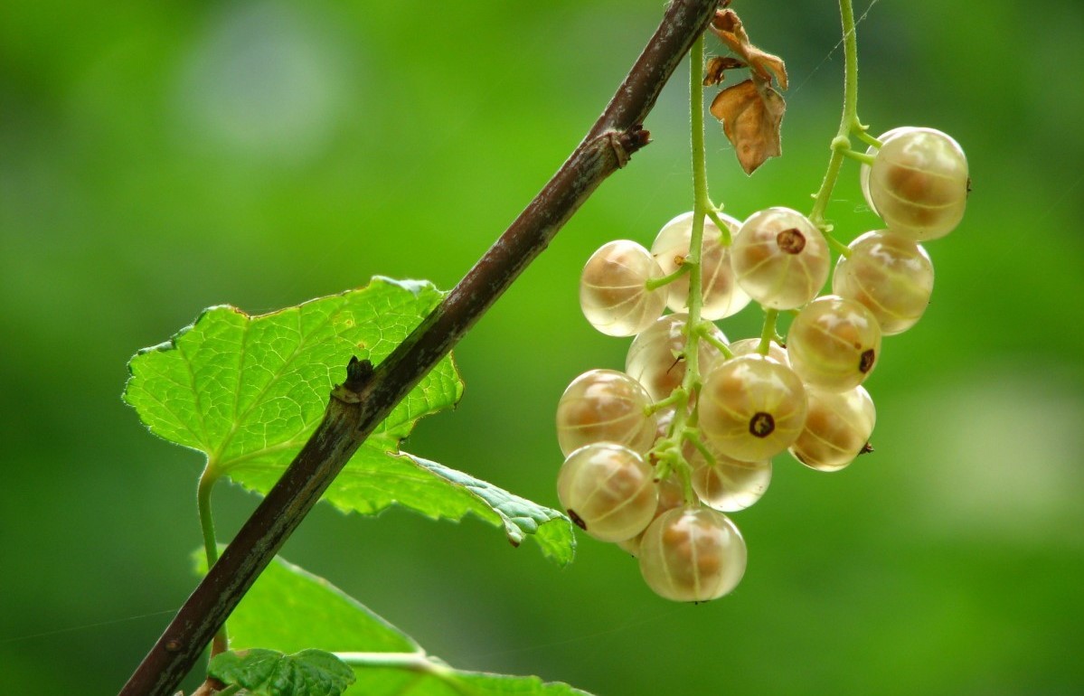 Witte aalbes Blanka