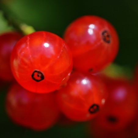 Groseillier à grappes Jonkheer van Tets-Ribes rubrum Jonkheer van Tets - pot de 2 litres
