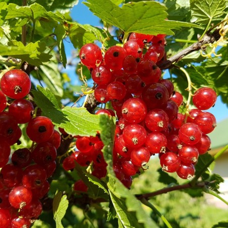Redcurrant Jonkheer van Tets - Ribes rubrum Jonkheer van Tets - 2 liter pot