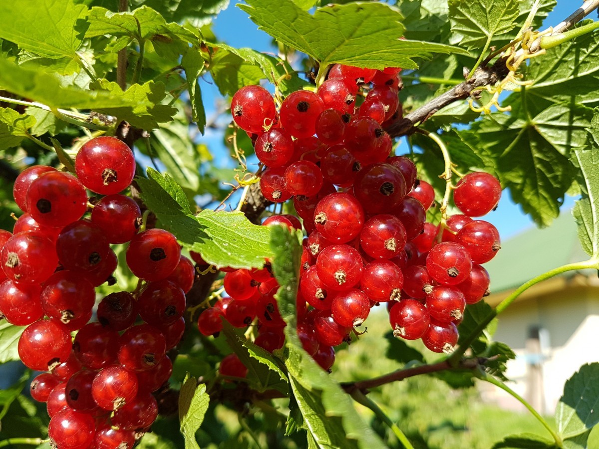 Rote Johannisbeere Jonkheer van Tets