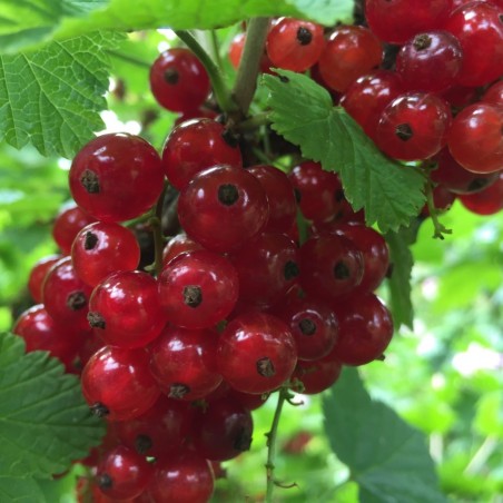 Redcurrant Jonkheer van Tets - Ribes rubrum Jonkheer van Tets - 2 liter pot